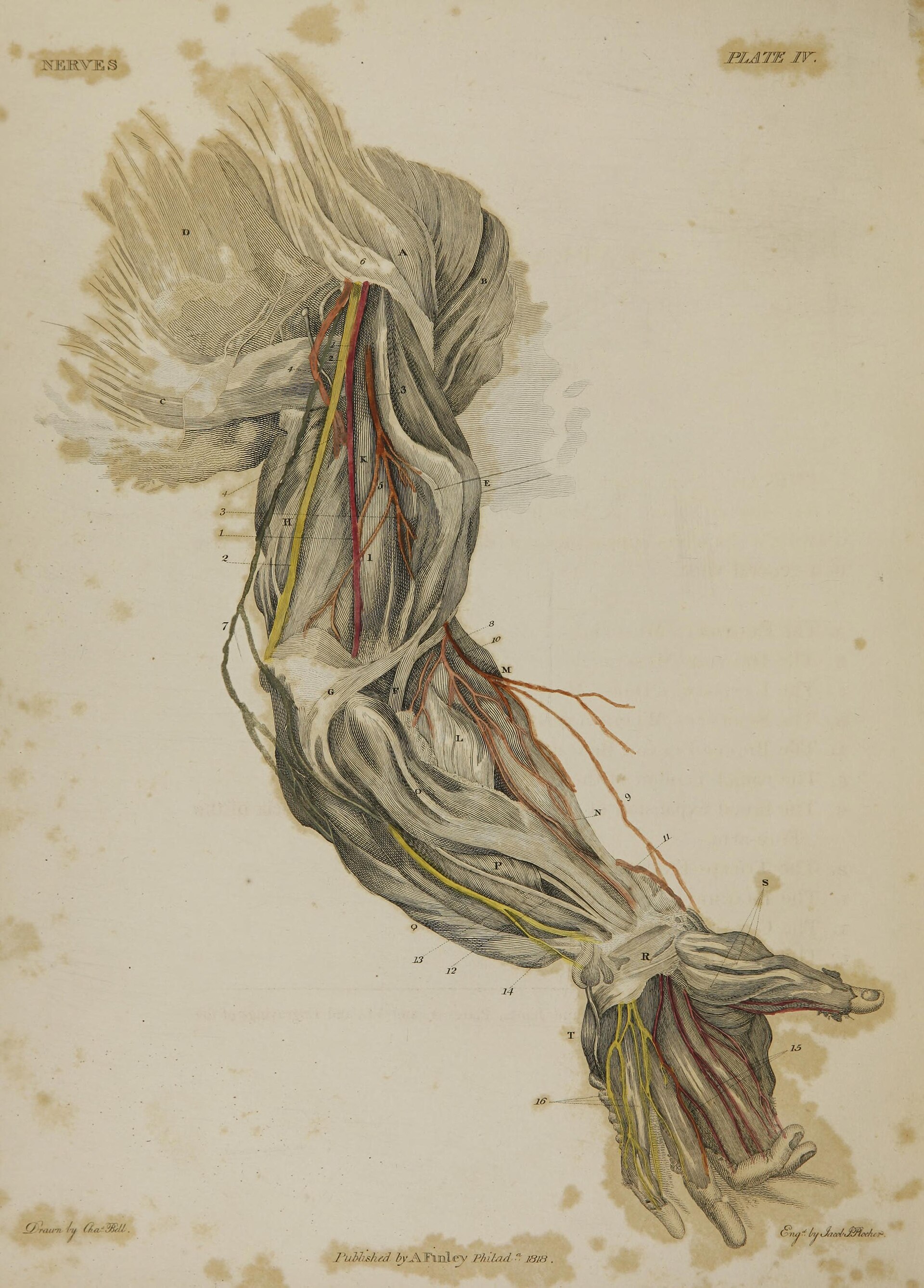 Hand-coloured engraved plate of the nerves of the arm and hand, 1818.