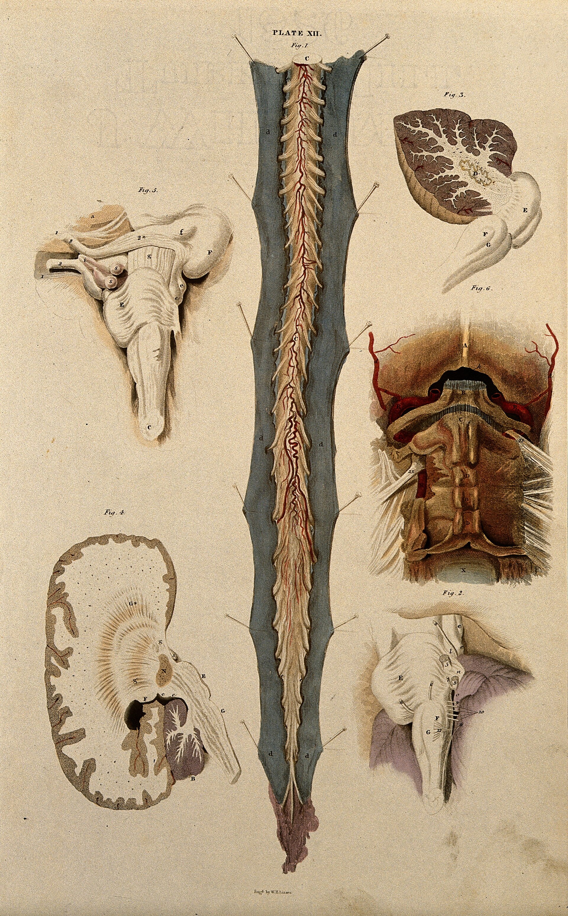 Hand-coloured engraved plate: the spinal cord laid open, with the brain stem and cerebellum shown in sections.