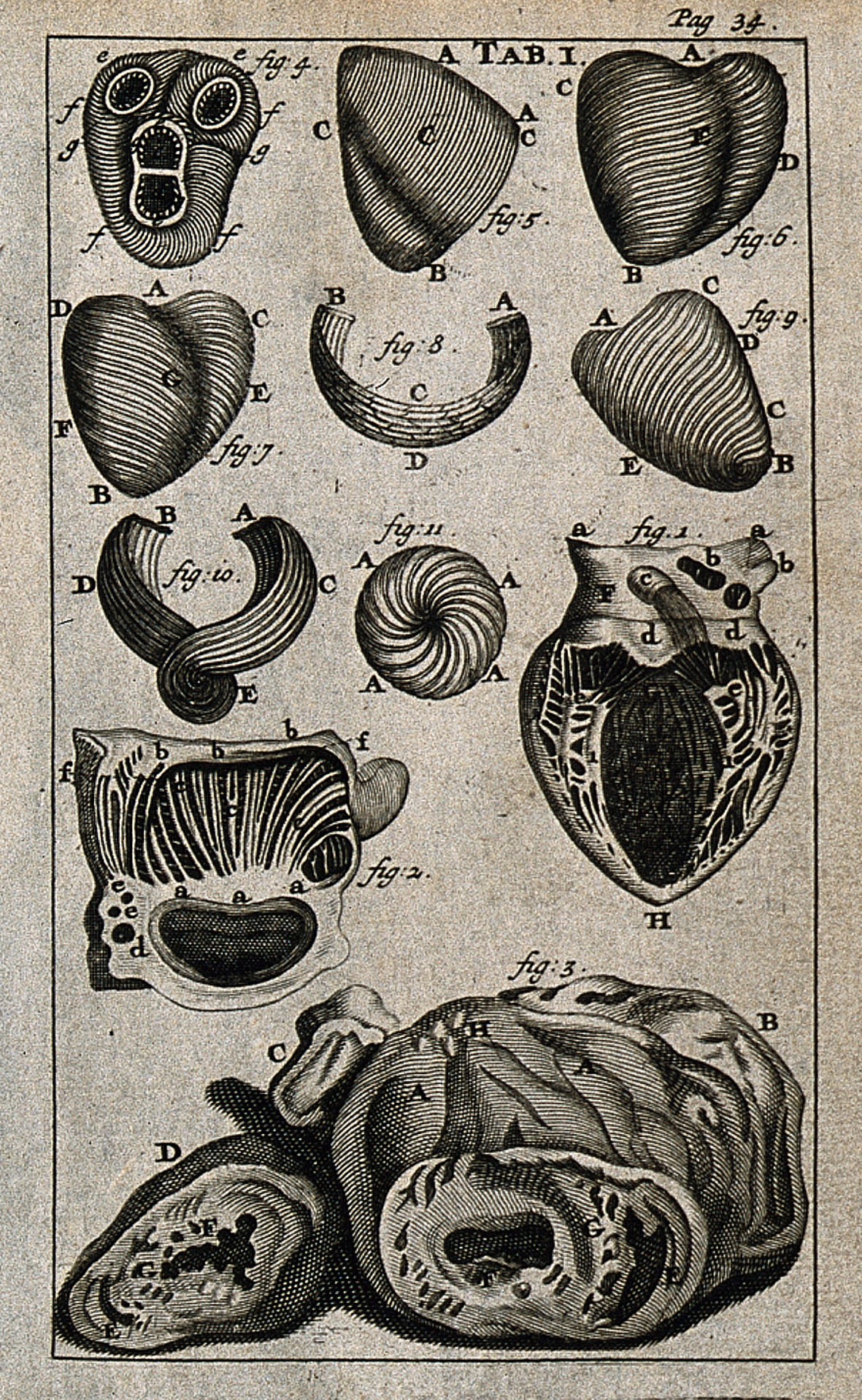 Engraved plate from 1686: the heart and its muscle fibres, shown whole and in sections.